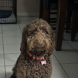 Goldendoodle Puppies from Dem GoldenDoodles