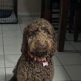 Goldendoodle Puppies from Dem GoldenDoodles
