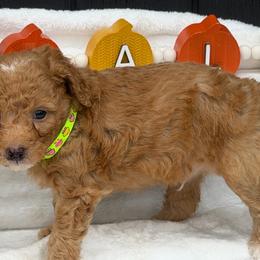 Light green mushrooms - Red  male Goldendoodle puppy in Rush, New York from Care Bear Puppies