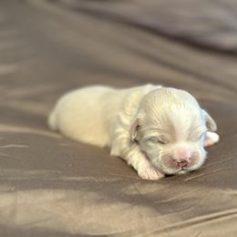 Grey Collar - Cream male Lhasa Apso puppy in Port Royal, Virginia from Hearth and Hound Family Farms