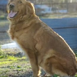 Lady - Golden Retriever