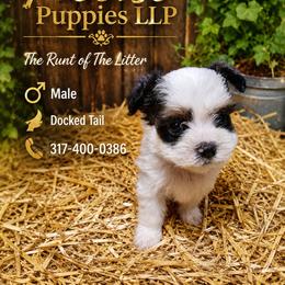 The Runt - White male Morkie puppy in Avon, Indiana from Precise Puppies LLP
