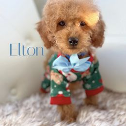Elton - Red  male Poodle puppy in Gilbert, Arizona from My Poodle Bears