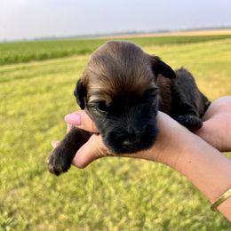 Boy 5 - Soft Coated Wheaten Terrier puppy in Illinois from Sarabeth's Friendly Pups