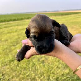 Boy 5 - Soft Coated Wheaten Terrier puppy in Illinois from Sarabeth's Friendly Pups