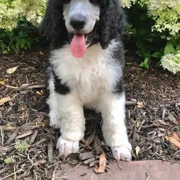 Poodle Puppies from Devin’s Purple Poodles
