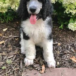 Poodle Puppies from Devin’s Purple Poodles