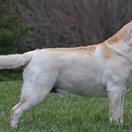 Labrador Retriever All Grown Up from Rushmere Labradors