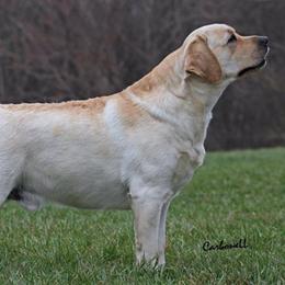 Labrador Retriever All Grown Up from Rushmere Labradors