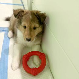 Guinevere - Sable and white female Shetland Sheepdog puppy in Aliquippa, Pennsylvania from Fancypants Shetland Sheepdogs