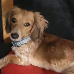 Dachshunds from DeJohn