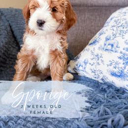Sponge - Apricot female Goldendoodle puppy in Garden Grove, California from Sunkissed Doodles