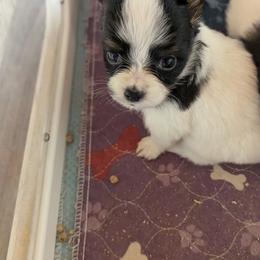 Lilly's AKC girl Tulip - White black and tan female Papillon puppy in Joshua, Texas from Summertime Kennels