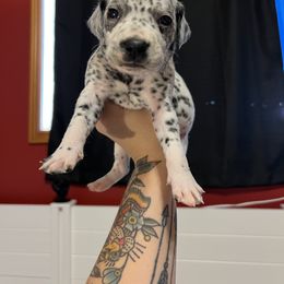 Dalmatian Puppies from Hallmark Dalmatians;