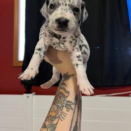 Dalmatian Puppies from Hallmark Dalmatians;