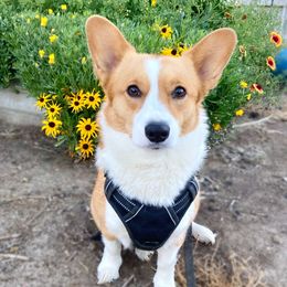 Ullie - Pembroke Welsh Corgi