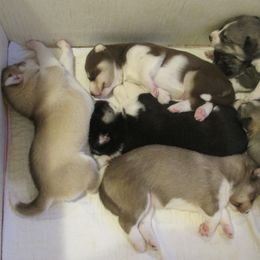 Siberian Husky Puppies from Rebel Huskys