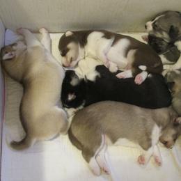 Siberian Husky Puppies from Rebel Huskys