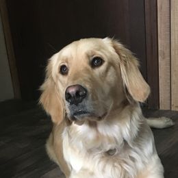 Avalon - Golden Retriever