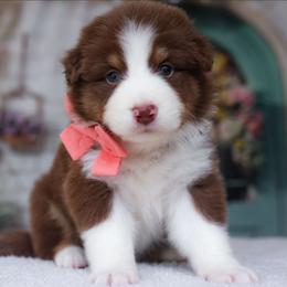 Sierra - Red tri-color female Australian Shepherd puppy in Georgetown, Texas from River Reign Australian Shepherds