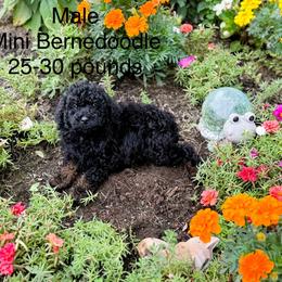 Boy 1 - Phantom male Bernedoodle puppy in Montrose, Michigan from Livy’s Doodles