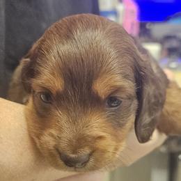 Bandit aka Clyde - Chocolate and tan male Dachshund puppy in Austin, Texas from Glorious Minis