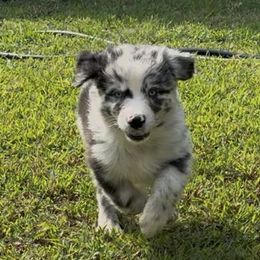 Cinch - Blue merle male Australian Shepherd puppy in Stillwater, Oklahoma from Kennel de Fowler