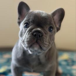 Charlie - Blue male French Bulldog puppy in Dundalk, Maryland from Anthony Hynes