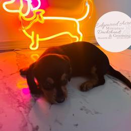 Black and Tan Boy - Black and tan male Dachshund puppy in Moundville, Missouri from Edgewood Acres Miniature Longhair Dachshunds