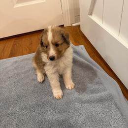 Bolt - Sable merle and white male Shetland Sheepdog puppy in Tuscumbia, Alabama from Agee's World of Shelties