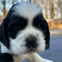 Charade - Black and white Cocker Spaniel puppy in Warrensburg, Missouri from Hirt House Saints