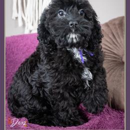 Morticia - Black female Cockapoo puppy in Connersville, Indiana from Deaz Doodle Ranch