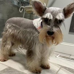 Nalah - Miniature Schnauzer