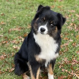 Kip - Australian Shepherd