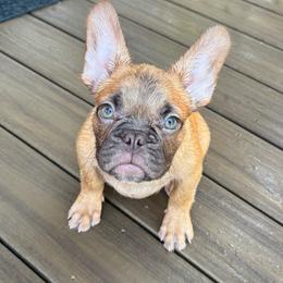 Wonka - Blue fawn male French Bulldog puppy in Saucier, Mississippi from Mississippi Sound Frenchies