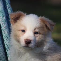 Boy 2 - Gold male Border Collie puppy in Tylertown, Mississippi from Cool Meadow Farms