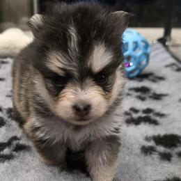 Dachshunds and Pomskies from Colorado Mini Dachshunds & Mini Pomskies