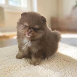 Gatlin 3,500 dollars - Chocolate and tan male Pomeranian puppy in Amelia, Ohio from Boujee Puff Poms