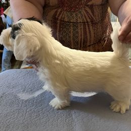 Badger boy - White and badger male Sealyham Terrier puppy in Holden, Missouri from Thistle and Rock Sealyham Terriers