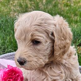Goldendoodles from Lucy's Golden Doodles