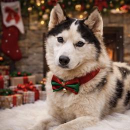 Ulysses - Black and white male Siberian Husky puppy in Mechanicsville, Virginia from Shinko Siberians