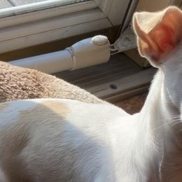 Chihuahuas from Agawam puppies