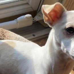 Chihuahuas from Agawam puppies