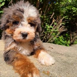 Royal - Merle male Bernedoodle puppy in Sherman, Illinois from Shirl Doodle Life