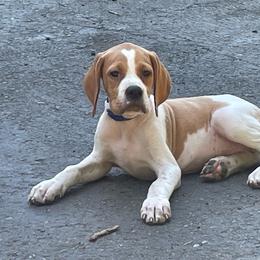 Royal Blue - Orange and white male Pointer puppy in Olympia, Washington from Birdsboro Pointers