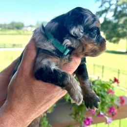 Mars - Blue merle male Bernedoodle puppy in Rock Hill, South Carolina from LolliPop Farms