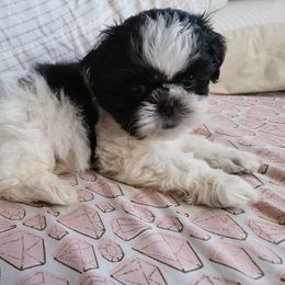 Shih Tzu Puppies from Jannete's Shih Tzus