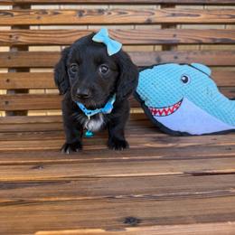Peppermint - Black female Dachshund puppy in South Willard, Utah from Doxies in the Sun