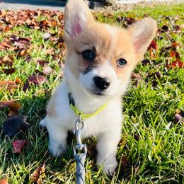 Pembroke Welsh Corgi Puppies from Rose Water Corgis