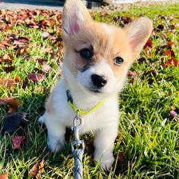 Pembroke Welsh Corgi Puppies from Rose Water Corgis